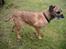 Border terrier Lutra's Dream Skipper - Skipper der har fået øje på noget. -> 