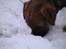 Border terrier Lutra's Dream Skipper - Lille Skipper som hvalp.. <3