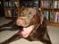 Labrador retriever Boxi - GAAB 