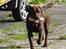 Labrador retriever Boxi - Jaja kommer nu