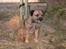 Border terrier Lutra's Dream Skipper - Skip