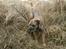 Border terrier Lutra's Dream Skipper - øhh Skip