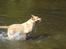 Labrador retriever Laurs RIP - weee total flot og iorden!!