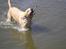 Labrador retriever Laurs RIP - mums