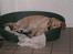 Labrador retriever Laurs RIP - hvor færdig kan man være