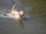 Labrador retriever Laurs RIP - det er enormt dejligt det her