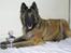 Tervueren Flica 01.12.1999 - 08.10.2013