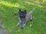 Cairn terrier Tilde RIP - Kast den nu! kast den nu!