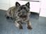Cairn terrier Tilde RIP - Er jeg ikke fin