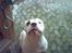 Amerikansk bulldog bjarne