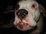 Amerikansk bulldog bjarne