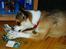 Norsk lundehund Stella (22.4.1997- 3.1.2012) - Jeg elsker pakker