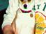 Norsk lundehund Stella (22.4.1997- 3.1.2012) - unghund