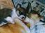 Norsk lundehund Stella (22.4.1997- 3.1.2012) - Mor og barn sover