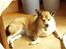 Norsk lundehund Stella (22.4.1997- 3.1.2012) - 2006