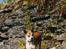 Norsk lundehund Stella (22.4.1997- 3.1.2012) - 2000 - I Norge for første gang.