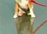 Norsk lundehund Stella (22.4.1997- 3.1.2012) - Juli 1997 - ved stranden