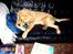Blanding af racer Labrador/N. Found. Balder
