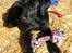 Labrador retriever Viki - Viki :p 