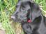 Labrador retriever Viki - Hendes flotte/hotte hoved .