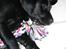 Labrador retriever Viki - .