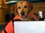 Blanding af racer Labrador/N. Found. Balder