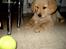 Blanding af racer Labrador/N. Found. Balder