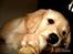 Blanding af racer Labrador/N. Found. Balder