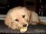 Blanding af racer Labrador/N. Found. Balder
