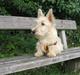 Skotsk terrier Whisky Best of Scotties 