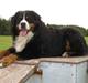 Berner sennenhund BASTIAN