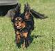 Cavalier king charles spaniel Bianca
