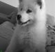 Samojedhund Kenai R:I:P