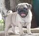 Mops Herkules of Smiling Farm