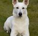 Hvid Schweizisk Hyrdehund Egeborg's White Buffy