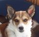 Norsk lundehund Ulfrigga Lundes Edda (3.11.01 - 19.7.12)