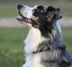 Border collie Exit