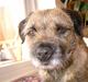 Border terrier Lutra's Dream Skipper