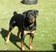 Rottweiler Zia