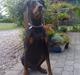 Dobermann Rocky