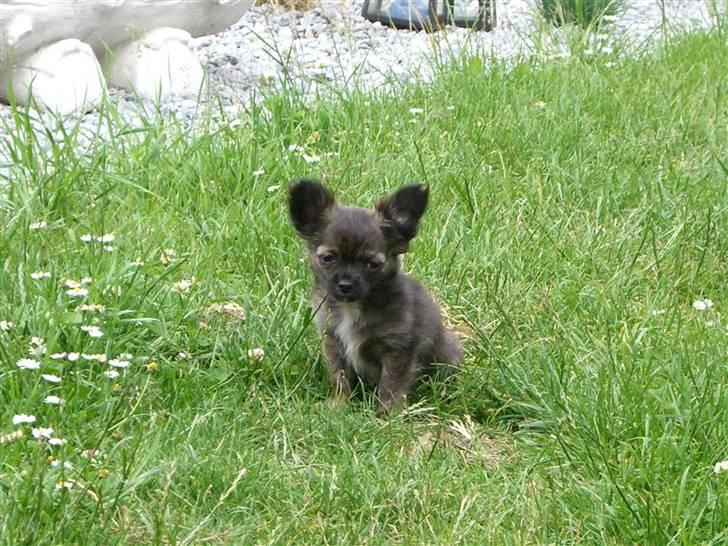 Chihuahua Alfie - skønt at være ude!! billede 8