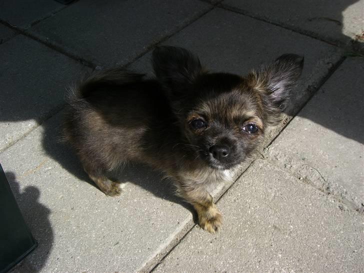 Chihuahua Alfie - havde du en godbid sagde du?? billede 9