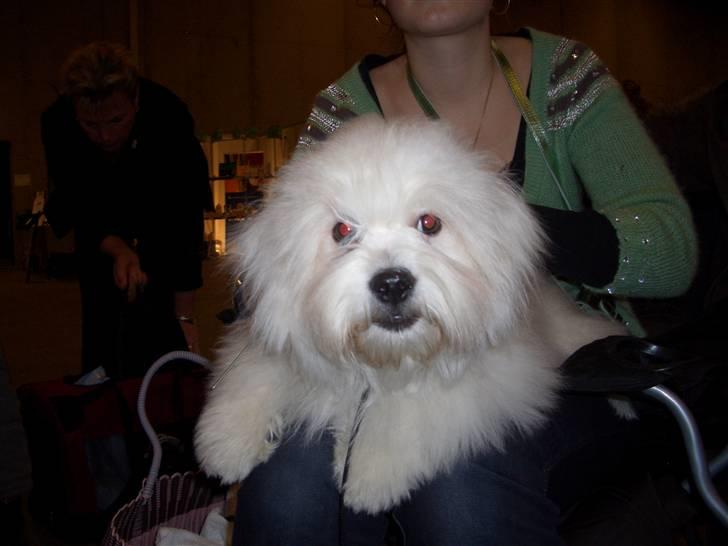 Coton de tulear Oscar billede 13