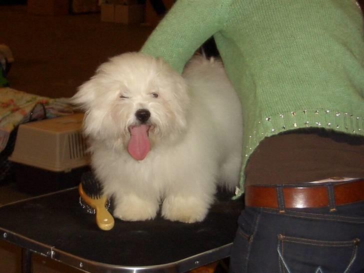 Coton de tulear Oscar billede 14