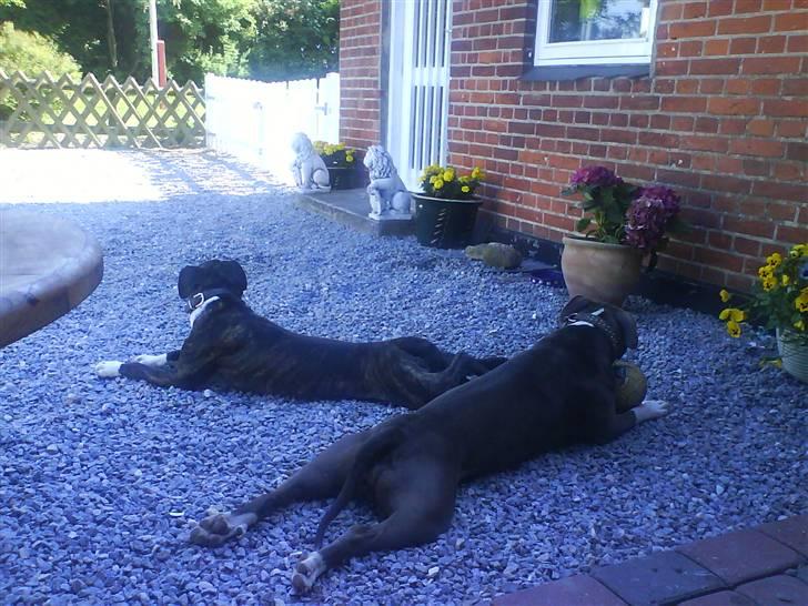 Amerikansk staffordshire terrier Shaggy*solgt og savnet* - så er det tid til en rigtig slapper efter leg med dejlige Rhea. billede 6