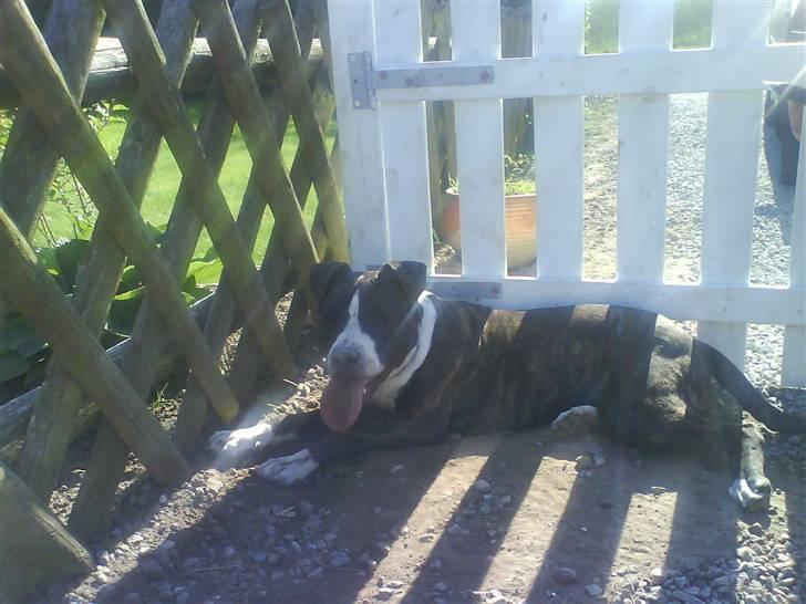 Amerikansk staffordshire terrier Shaggy*solgt og savnet* - Jeg elsker at grave huller og min far bliver SÅ gal. billede 7