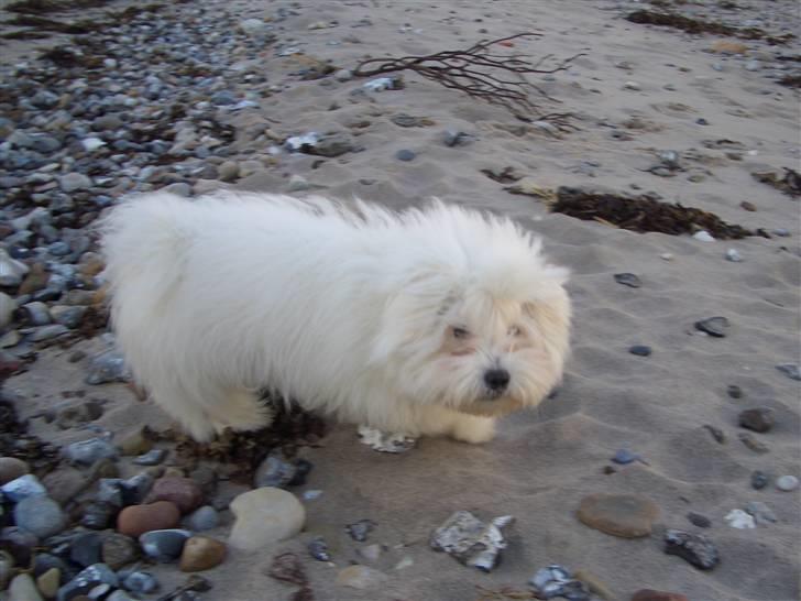 Coton de tulear Oscar billede 15