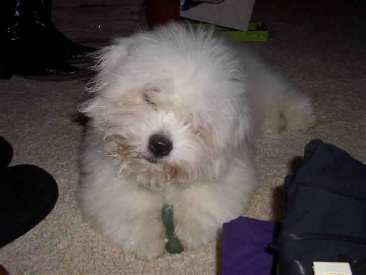 Coton de tulear Oscar billede 16