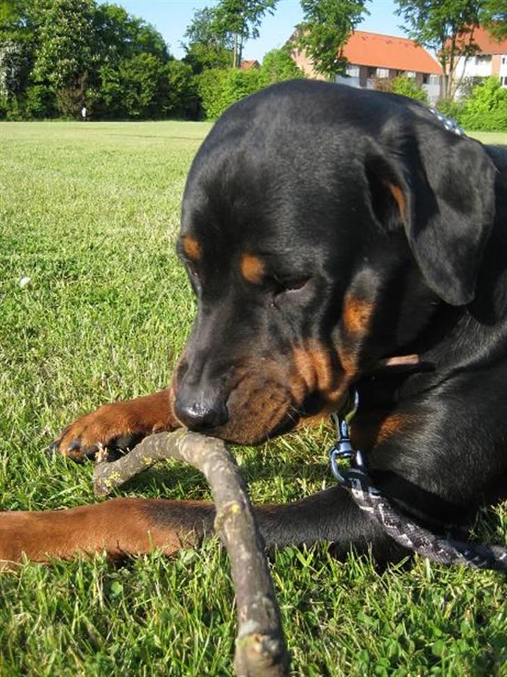 Rottweiler loca billede 10