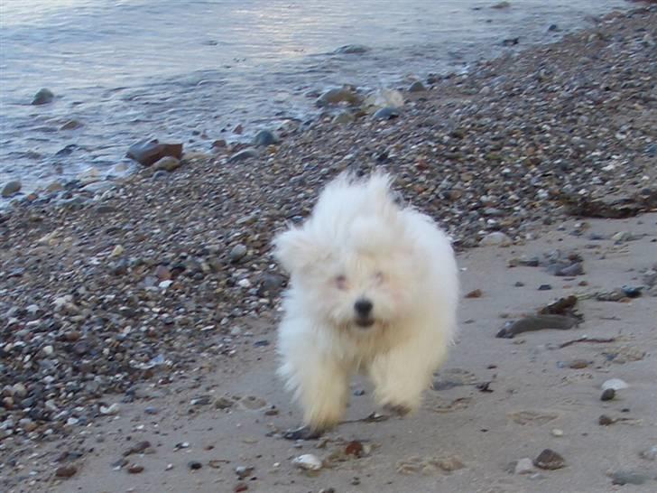 Coton de tulear Oscar billede 17